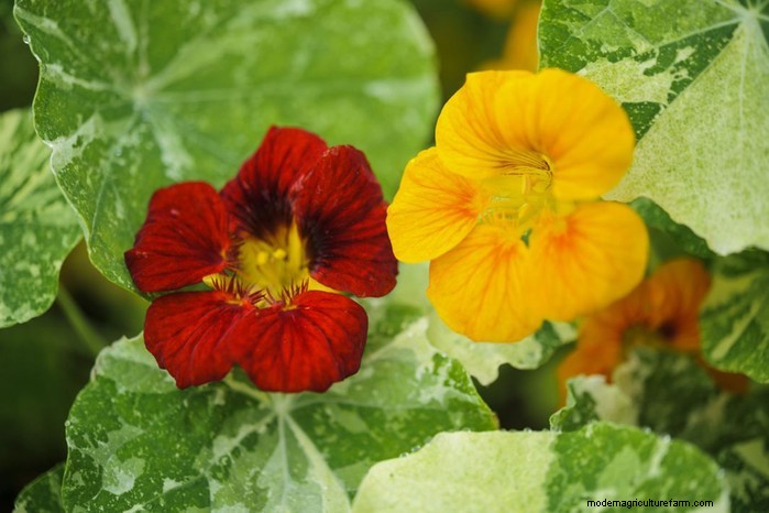 How to Grow and Care for Nasturtiums: A Complete Guide