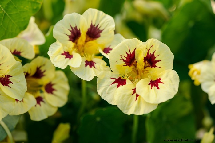 How to Grow and Care for Nasturtiums: A Complete Guide
