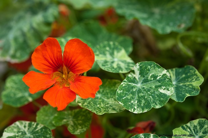 How to Grow and Care for Nasturtiums: A Complete Guide