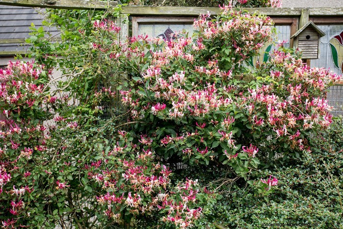Grow, Care, and Prune Honeysuckle: A Complete Expert Guide