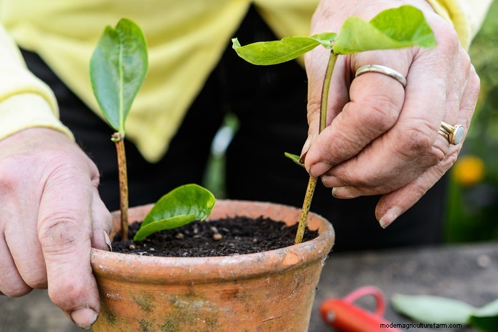 Grow, Care, and Prune Honeysuckle: A Complete Expert Guide