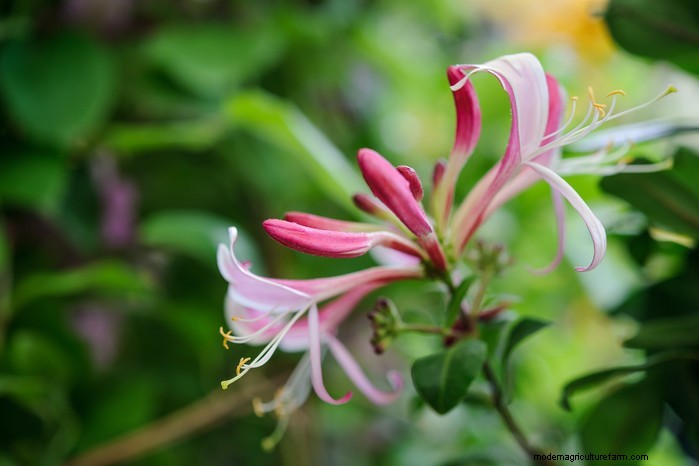 Grow, Care, and Prune Honeysuckle: A Complete Expert Guide