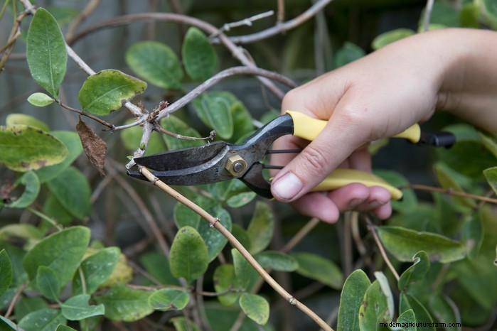 Grow, Care, and Prune Honeysuckle: A Complete Expert Guide