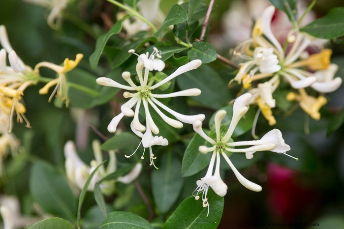 Grow, Care, and Prune Honeysuckle: A Complete Expert Guide