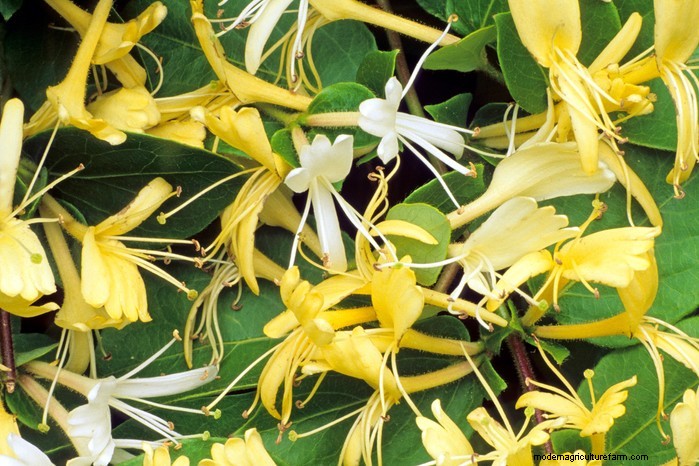 Grow, Care, and Prune Honeysuckle: A Complete Expert Guide