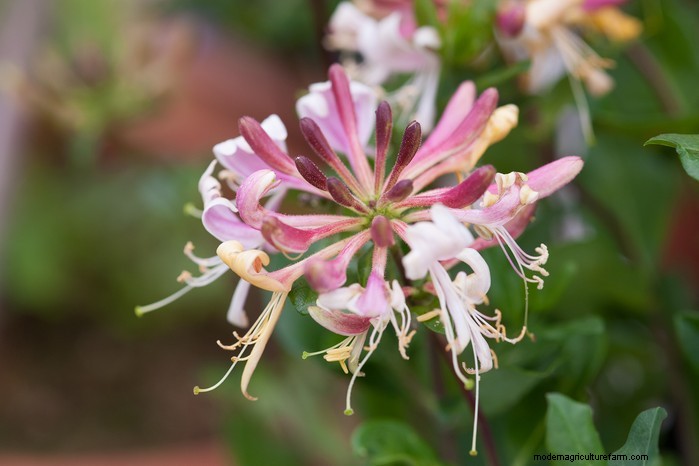 Grow, Care, and Prune Honeysuckle: A Complete Expert Guide