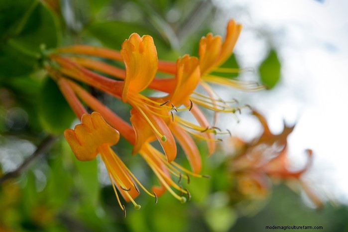 Grow, Care, and Prune Honeysuckle: A Complete Expert Guide