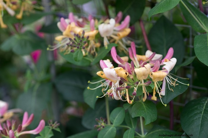 Grow, Care, and Prune Honeysuckle: A Complete Expert Guide