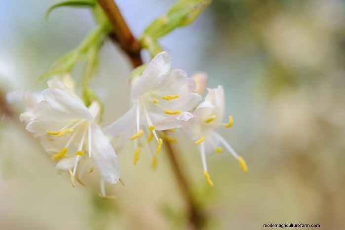 Grow, Care, and Prune Honeysuckle: A Complete Expert Guide
