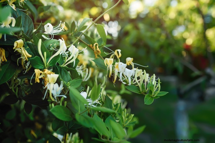 Grow, Care, and Prune Honeysuckle: A Complete Expert Guide