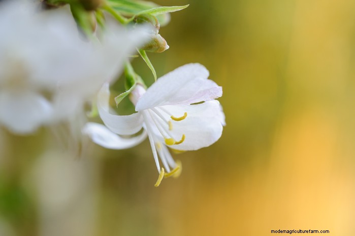 Grow, Care, and Prune Honeysuckle: A Complete Expert Guide