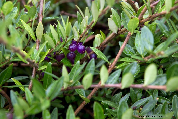 Grow, Care, and Prune Honeysuckle: A Complete Expert Guide