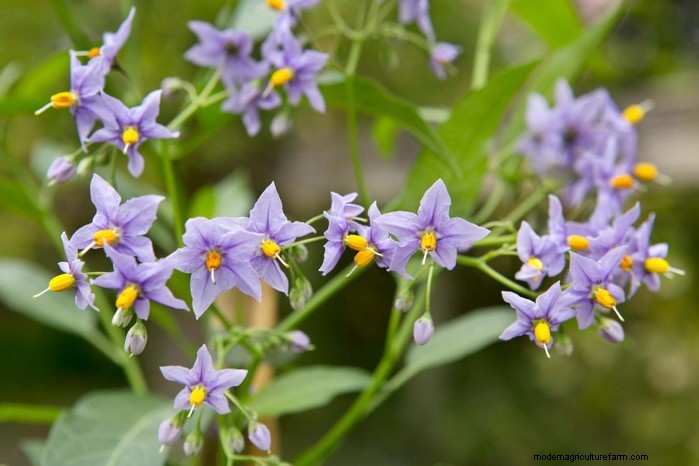Cover Your Fence Quickly with 14 Hand‑picked Fast‑Growing Climbers