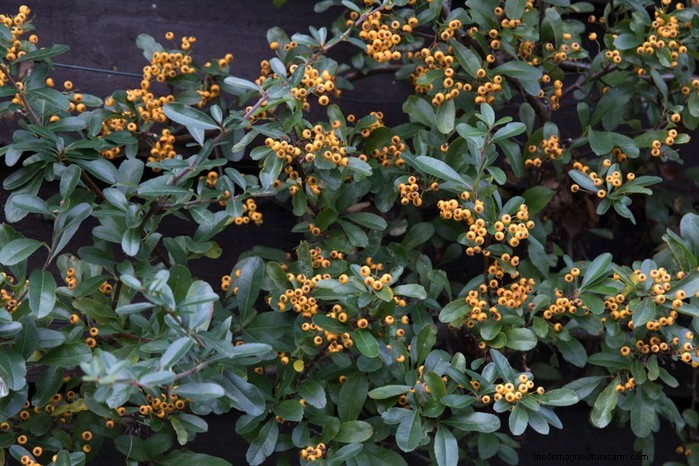 Cover Your Fence Quickly with 14 Hand‑picked Fast‑Growing Climbers