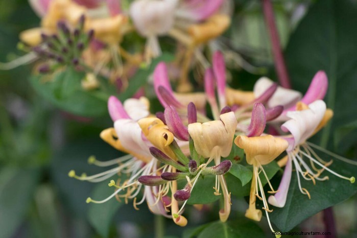 Cover Your Fence Quickly with 14 Hand‑picked Fast‑Growing Climbers