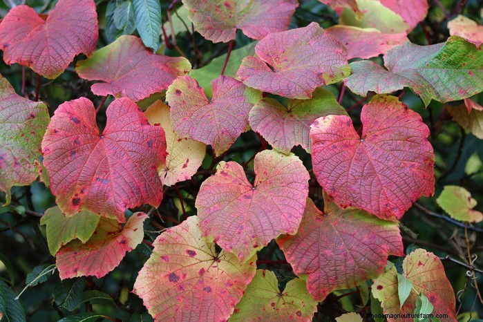 Cover Your Fence Quickly with 14 Hand‑picked Fast‑Growing Climbers