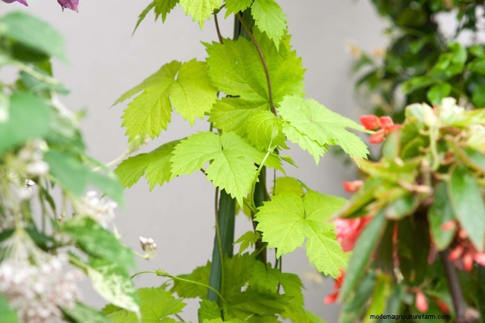 Cover Your Fence Quickly with 14 Hand‑picked Fast‑Growing Climbers