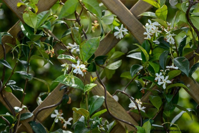 Cover Your Fence Quickly with 14 Hand‑picked Fast‑Growing Climbers