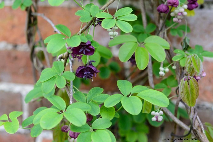Cover Your Fence Quickly with 14 Hand‑picked Fast‑Growing Climbers