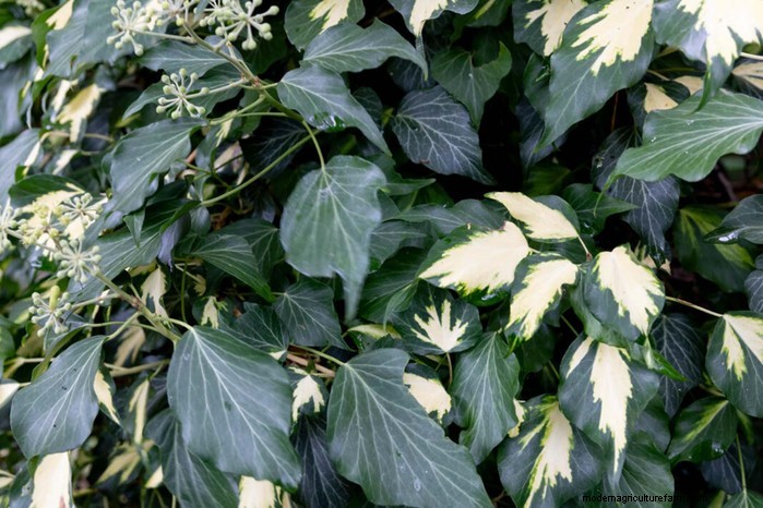 Cover Your Fence Quickly with 14 Hand‑picked Fast‑Growing Climbers