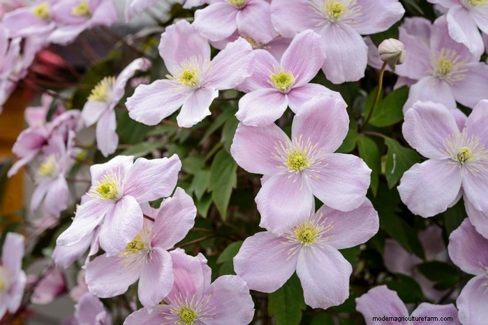 Cover Your Fence Quickly with 14 Hand‑picked Fast‑Growing Climbers