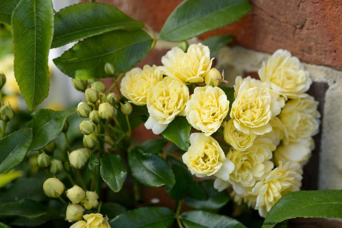Cover Your Fence Quickly with 14 Hand‑picked Fast‑Growing Climbers