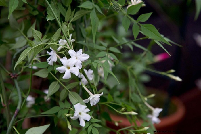 Cover Your Fence Quickly with 14 Hand‑picked Fast‑Growing Climbers