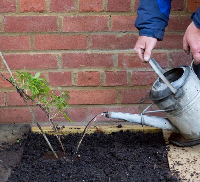 Cover Your Fence Quickly with 14 Hand‑picked Fast‑Growing Climbers