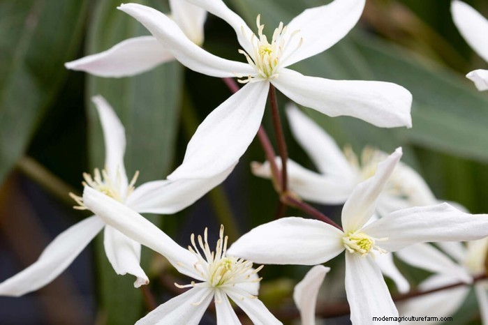 Cover Your Fence Quickly with 14 Hand‑picked Fast‑Growing Climbers