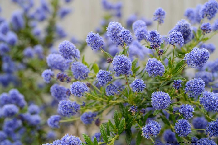 Cover Your Fence Quickly with 14 Hand‑picked Fast‑Growing Climbers
