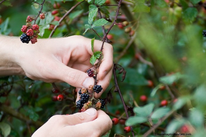 How to Grow Blackberries: Expert Tips for High Yields in Small Spaces