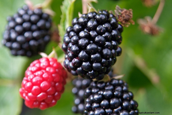 How to Grow Blackberries: Expert Tips for High Yields in Small Spaces