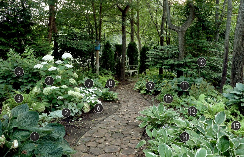 Texture‑Rich Planting Plans for a Stunning Woodland Garden