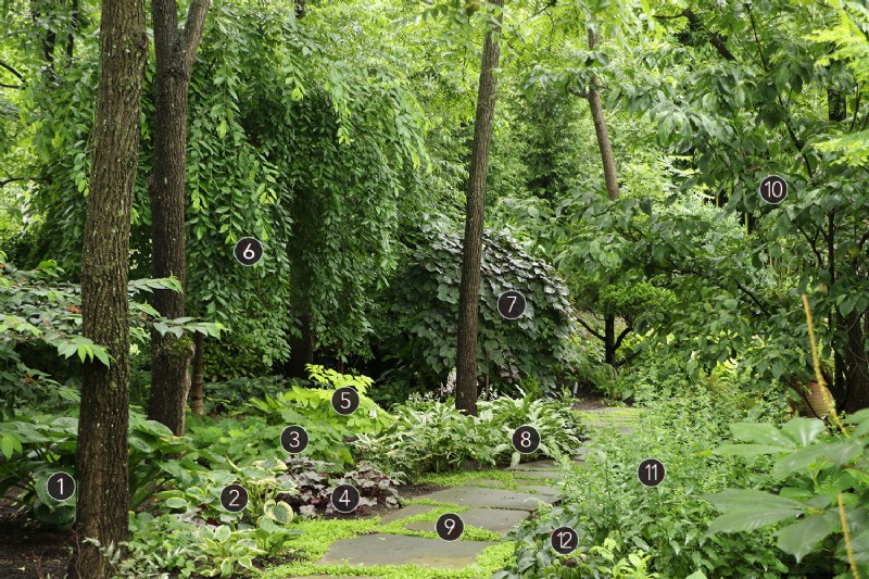 Texture‑Rich Planting Plans for a Stunning Woodland Garden