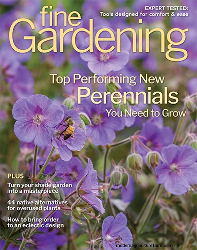 Texture‑Rich Planting Plans for a Stunning Woodland Garden