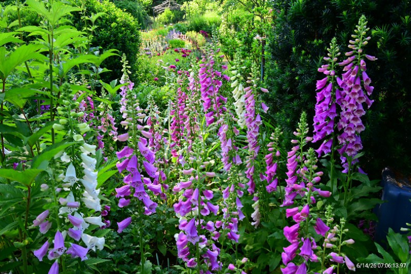 Tingshu’s Garden: Vibrant, Low‑Maintenance Flowers for the Summer