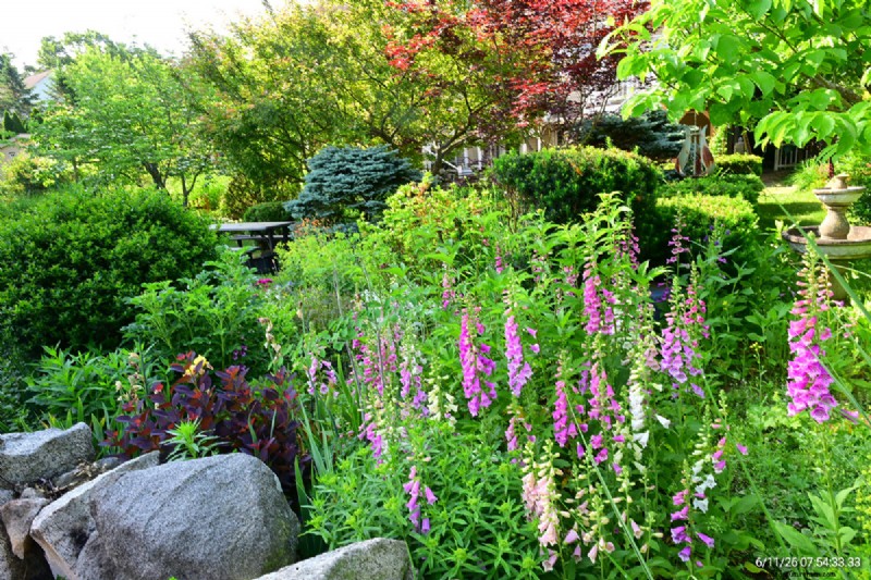 Tingshu’s Garden: Vibrant, Low‑Maintenance Flowers for the Summer