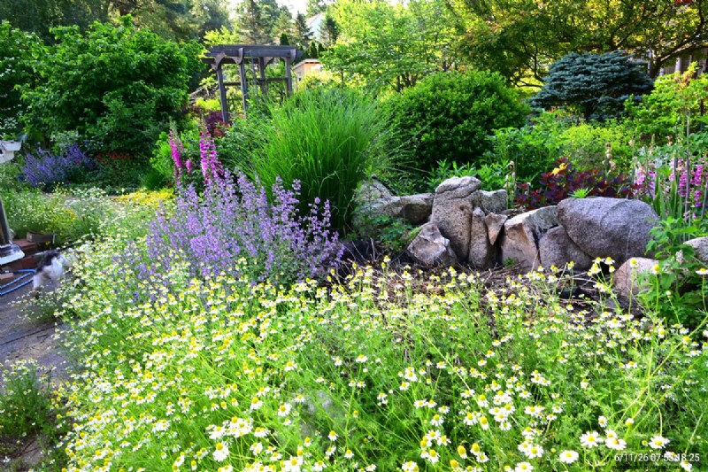 Tingshu’s Garden: Vibrant, Low‑Maintenance Flowers for the Summer