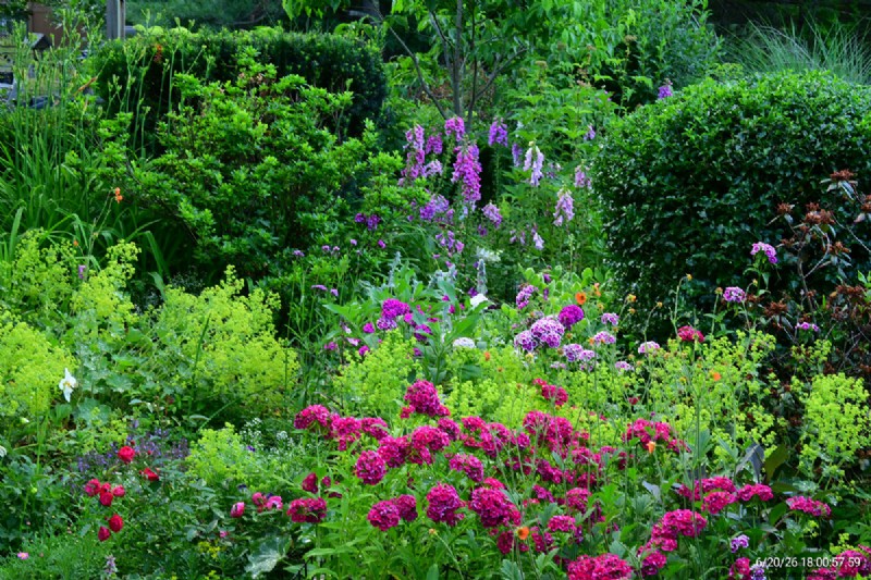Tingshu’s Garden: Vibrant, Low‑Maintenance Flowers for the Summer