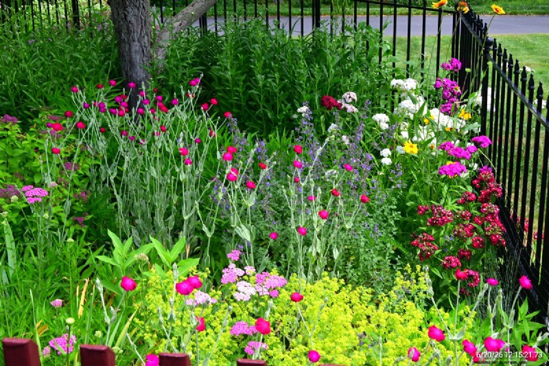 Tingshu’s Garden: Vibrant, Low‑Maintenance Flowers for the Summer