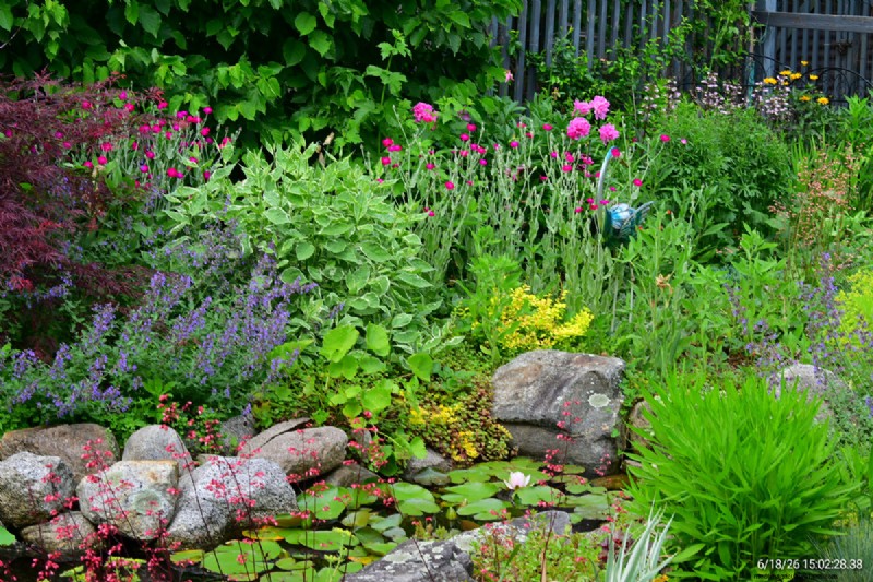 Tingshu’s Garden: Vibrant, Low‑Maintenance Flowers for the Summer