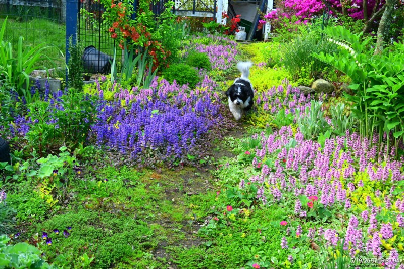 Tingshu’s Garden: Vibrant, Low‑Maintenance Flowers for the Summer