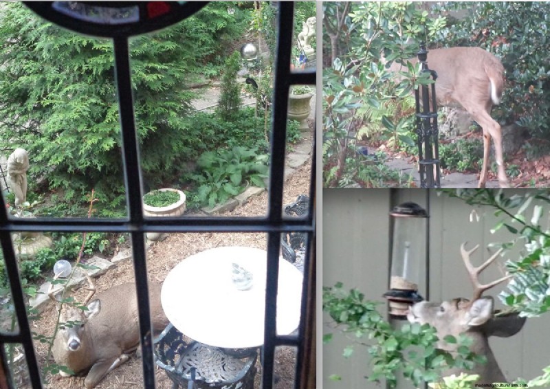 Sue & Marshall Goodwin’s 14‑Year‑Old Pittsburgh Garden: A Sanctuary of Resilience and Beauty
