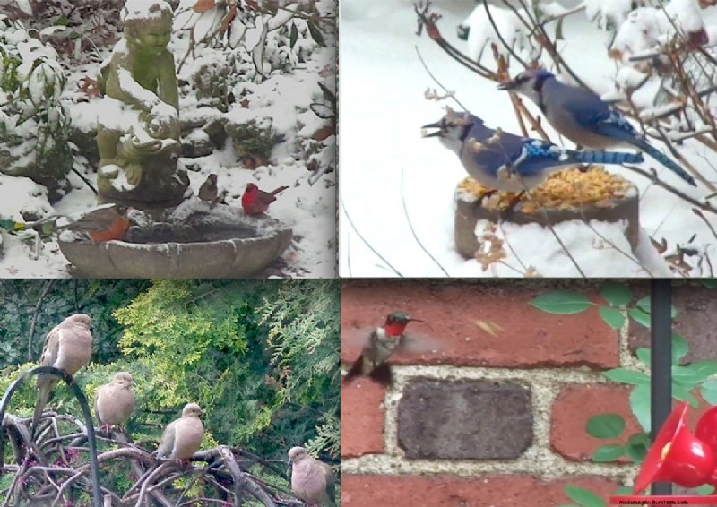 Sue & Marshall Goodwin’s 14‑Year‑Old Pittsburgh Garden: A Sanctuary of Resilience and Beauty