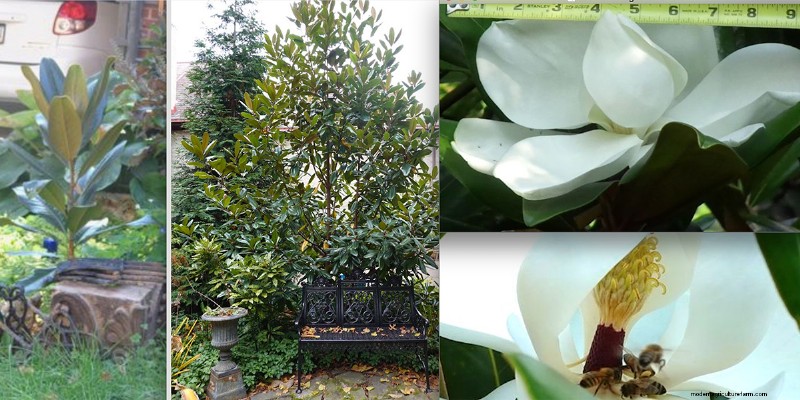 Sue & Marshall Goodwin’s 14‑Year‑Old Pittsburgh Garden: A Sanctuary of Resilience and Beauty