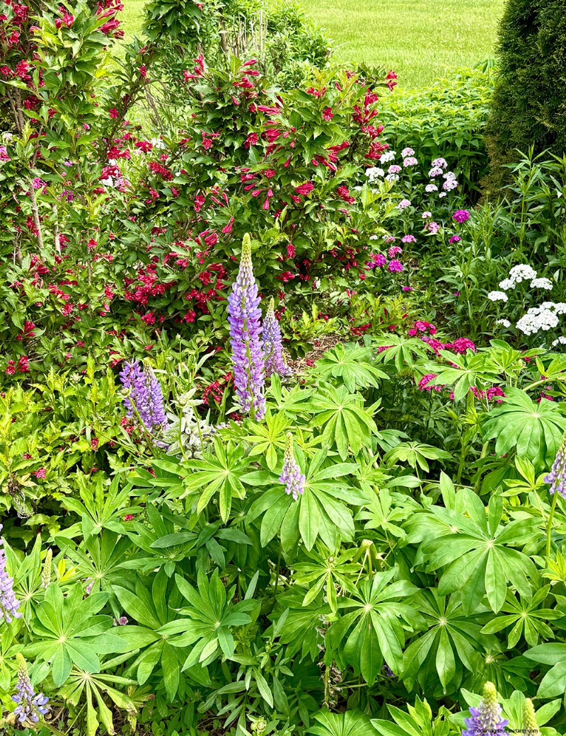 Carol Gibson’s Cottage Garden: A 20‑Year Transformation in Quarryville, PA