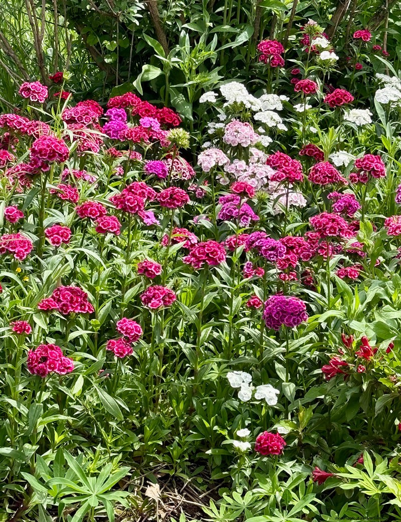 Carol Gibson’s Cottage Garden: A 20‑Year Transformation in Quarryville, PA