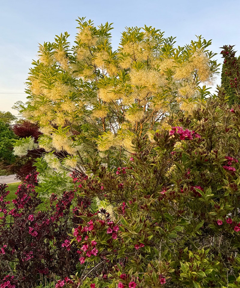 Carol Gibson’s Cottage Garden: A 20‑Year Transformation in Quarryville, PA