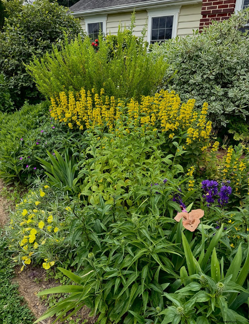 Carol Gibson’s Cottage Garden: A 20‑Year Transformation in Quarryville, PA