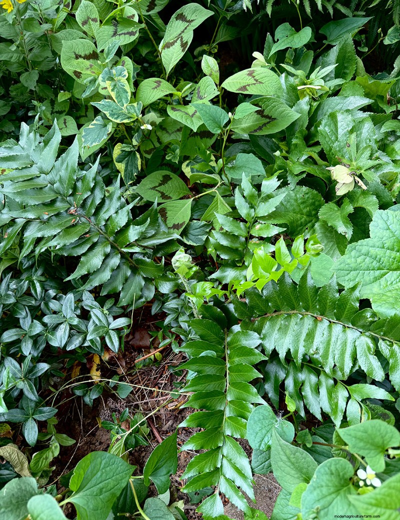 Carol Gibson’s Cottage Garden: A 20‑Year Transformation in Quarryville, PA